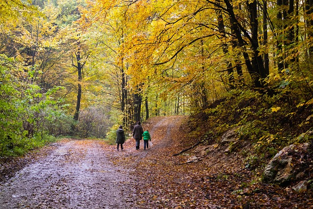 Wandern Sie zur Meyers Hausstelle und machen Rast im Waldcafé in der Rostocker Heide wandern-rostocker-heide